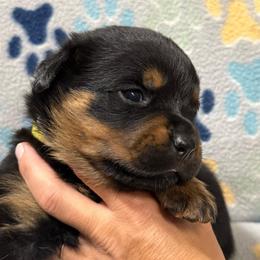 Girl 2 - Black and mahogany female Rottweiler puppy in Newfoundland, Pennsylvania from Poconopaws