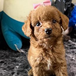 Avery - Apricot female Goldendoodle puppy in Centralia, Missouri from Oodles Of Doodles Mo.