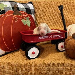 Goldendoodle Puppies from Labradoodleday