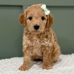 Mint collar JOY - Apricot female Goldendoodle puppy in Salem, Utah from Aspen Doodles