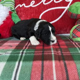 Portuguese Water Dog Puppies from Aguas De Seda PWD