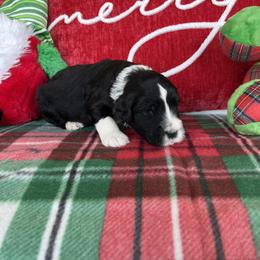 Portuguese Water Dog Puppies from Aguas De Seda PWD