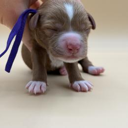 Purple - Red female Australian Labradoodle puppy in Sacramento, California from Adorable Labradoodle