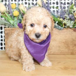 Duke - Apricot male Poodle puppy in Hugo, Oklahoma from Ann R.