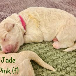 Girl 2 - female Goldendoodle puppy in Buford, Georgia from Guppy Puppies