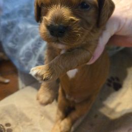 Jacob - Blenheim male Cavapoo puppy in Siloam Springs, Arkansas from Kingdom Bound By Design