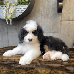 Bernedoodle and Pyredoodle Puppies from FDF Pyredoodles & Bernedoodles
