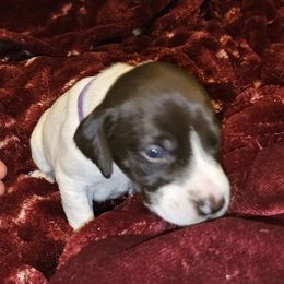 I - White and liver female German Shorthaired Pointer puppy in Glendive, Montana from Lazy Hearts Kennel