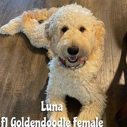 Luna - Goldendoodle