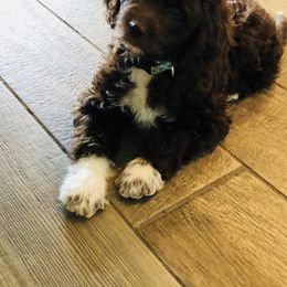 Poodle Puppies from Timber Hills Poodles and Doodles