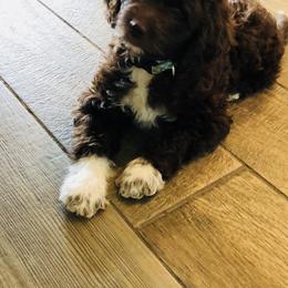 Poodle Puppies from Timber Hills Poodles and Doodles
