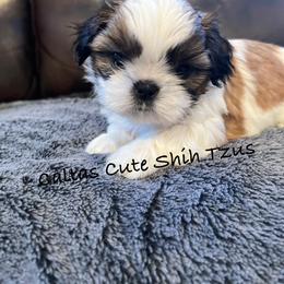 Tinsel - Sable and white male Shih Tzu puppy in Vernon, New Jersey from Calta’s Cute Shih Tzu