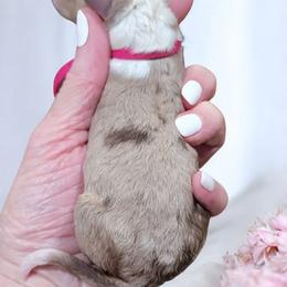 Pink - Brown merle female Aussiedoodle puppy in Byron, Georgia from Southern Olive Doodles 🫒