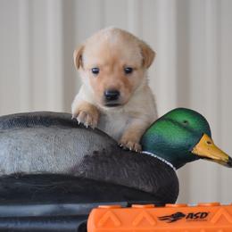 Green collar - Yellow male Labrador Retriever puppy in Gober, Texas from Trigger Time Kennels
