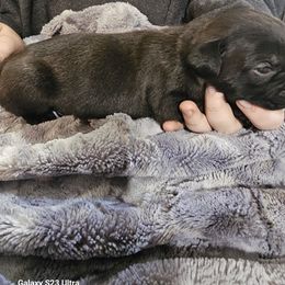 Girl 1 - Black female Cane Corso puppy in Dunnellon, Florida from Touch of Spice Kennels
