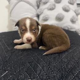 Brio - Red tri-color male Australian Shepherd puppy in Tucson, Arizona from Soqui Ortiz Cattle Ranch