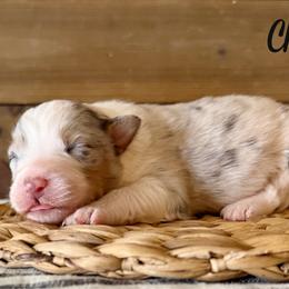 Chief - Blue merle male Australian Shepherd puppy in Kearney, Nebraska from Helix Aussies