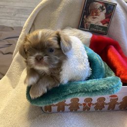 Louie - Liver male Shih Tzu puppy in Wyoming, Michigan from Shih Tzu Shenanigans