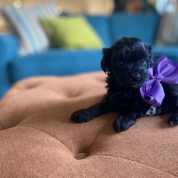 Goldendoodle and Havapoo Puppies from Lady Paws Puppies