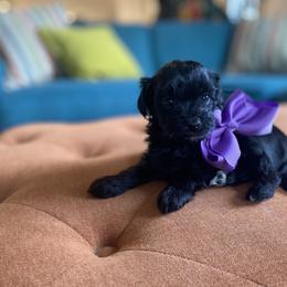 Goldendoodle and Havapoo Puppies from Lady Paws Puppies
