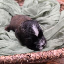 Andy - Brown female Shichon puppy in Bradford, Ohio from Ted E. Bear Patch