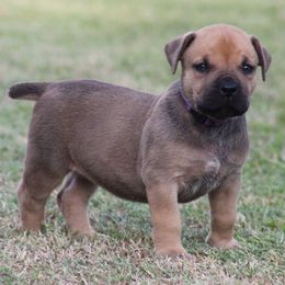 Purple - Brown female Boerboel puppy in Shawnee, Oklahoma from TXT Boerboels