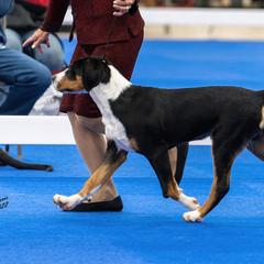 Greater Swiss Mountain Dogs from Wildest Dream Swissies