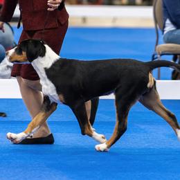 Greater Swiss Mountain Dogs from Wildest Dream Swissies