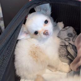 Fancy (Luxury) - Cream and white female Chihuahua puppy in Ozone Park (Queens), New York from Petite Pups LLC