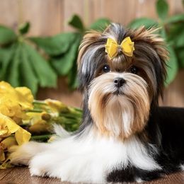 Biewer Terriers and Yorkshire Terriers from Prestigious Pups