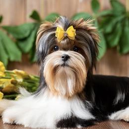 Biewer Terriers and Yorkshire Terriers from Prestigious Pups