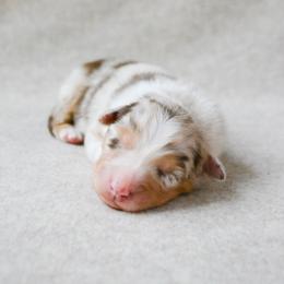 Stetson - Red merle male Australian Shepherd puppy in Aberdeen, North Carolina from Huckleberry Hill Aussies LLC.