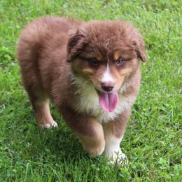 Austin - Red tri-color male Australian Shepherd puppy in Kansas, Oklahoma from Windy G Farm