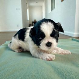 AKC-Knight - Black and white male Shih Tzu puppy in Mooresville, North Carolina from Juji Shih Tzu