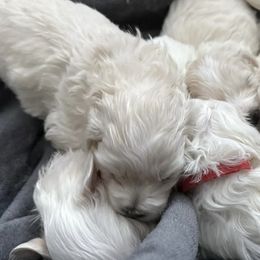 Cotons de Tulear from Welbright Kennel