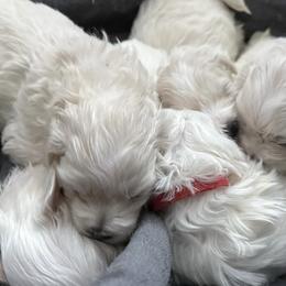 Cotons de Tulear from Welbright Kennel