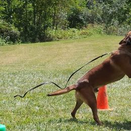 Belgian Malinois and Dutch Shepherds from Torgun Police Dogs