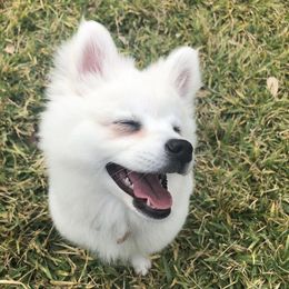 American Eskimo Dog Puppies from Shadow Kennels