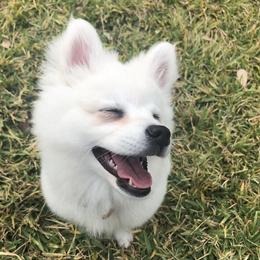 American Eskimo Dog Puppies from Shadow Kennels