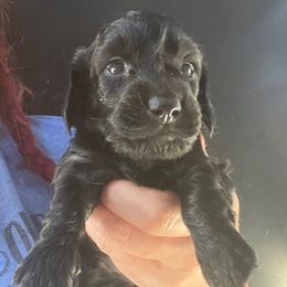 Maiasaura - Black female Dachshund puppy in Bigfork, Minnesota from Dachshunds Up North