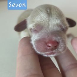 Seven - Apricot male Cavapoo puppy in Whitehouse, Texas from Cavapoochon Central