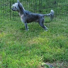 Zuko, Danny Zuko - Chinese Crested