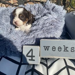 Biewer Terrier Puppies from Port-au-Prints