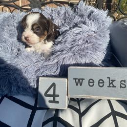 Biewer Terrier Puppies from Port-au-Prints