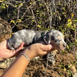 Puppy 1 - Gray (blue) and tan male Dachshund puppy in Riverside, California from Saddle Up Dachshunds