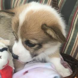 Hickory Springs Maya - Sable Pembroke Welsh Corgi puppy in Lima, New York from Hickory Springs Corgis