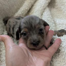 1 -Dapple male - Dapple male Dachshund puppy in Central Point, Oregon from MRS Long Dog Ranch