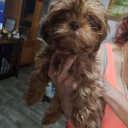Iggy - Liver male Shih Tzu puppy in Middleburg, Florida from Furby Shih Tzu Family & Friends