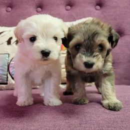 Miniature Schnauzers from Puppy Bayou of the Ozarks