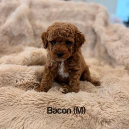 Bacon - Red  male Poodle puppy in Queen Creek, Arizona from Poised Poodles